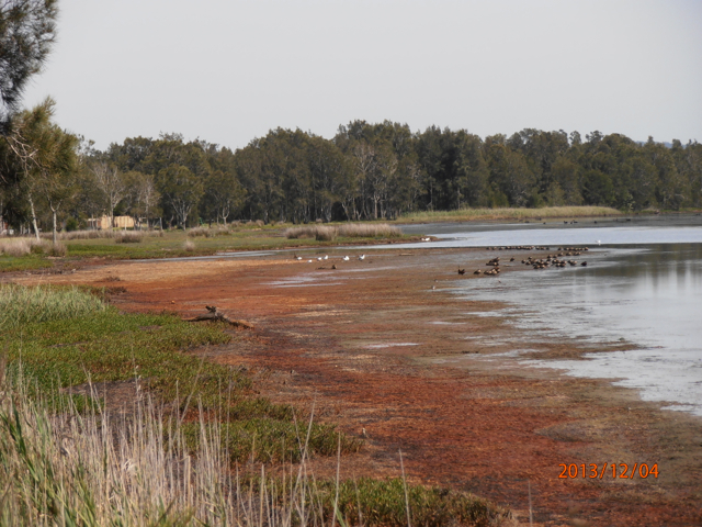 Tuggerah Lake looking towards The Glen, Chittaway Point, 2013